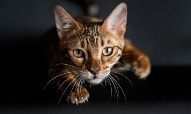 Fotografie: dailymail.co.uk