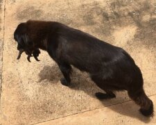 Pes se nejen tak hrabal v odpadcích, zachraňoval život