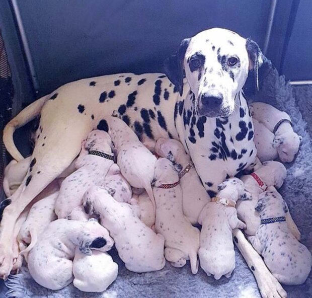 Zvíře. Foto: snímek obrazovky laykni.com