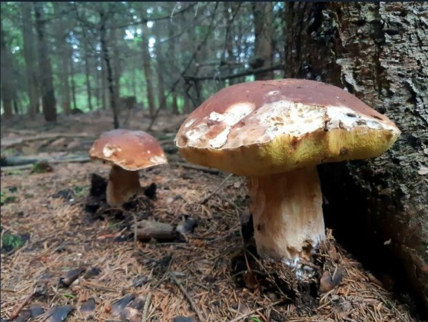 Hlavní mykolog ČR řekl, kam je lepší vyrazit za houbami - na Moravu nebo do Čechách