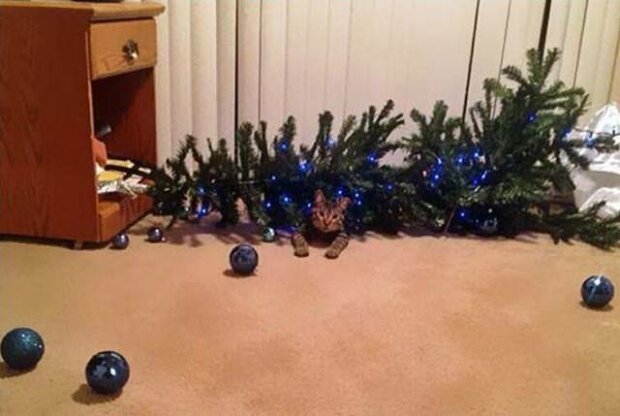„Šel jsem kolem a vidím stromek leží. Nevíš, kdo ho shodil?“ Deset fotek arogantních koček, které shodily vánoční strom a byly na sebe pyšný