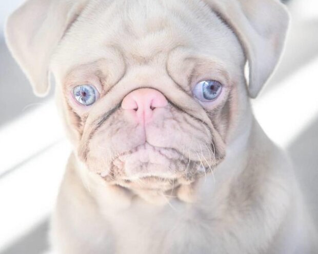 Mops. Foto: snímek obrazovky laykni.com