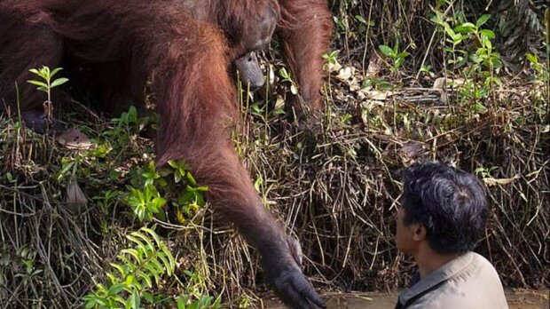 „Pomocná ruka“: muž uvízl v říčním bahně a orangutan poskytl mu pomoc