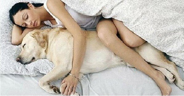 Přitulením se uvolníte stres: důležité důvody, proč by váš pes měl spát s vámi v posteli