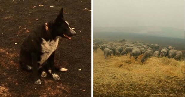 Austrálie má svou psí hrdinku. Před zuřivými plameny zachránila stádo ovcí. "Je neskutečně věrná a odvážná. Ovce přežily jen díky ní"