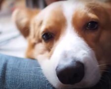 Pes. Foto: snímek obrazovky YouTobe