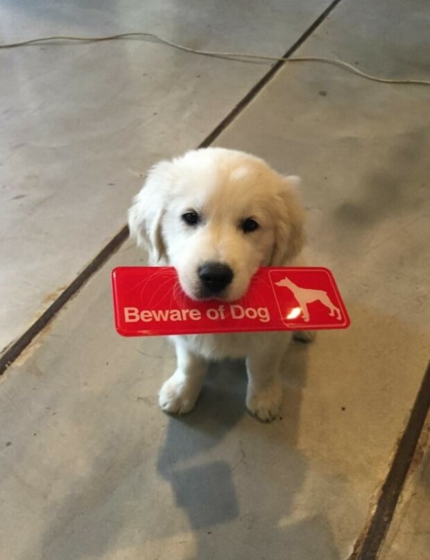 Fotografie:duck.show