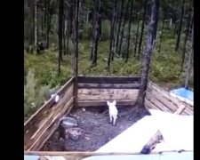 Po dobu tří měsíců pracovníci krmili prasátko a nechápali, proč nezískává na váze