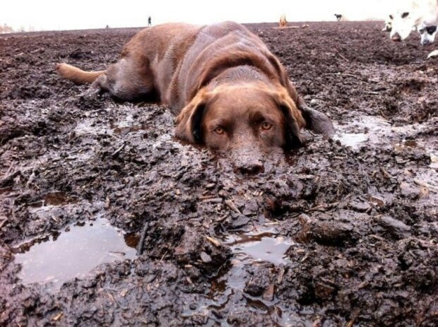 Zdroj fotografie: duck.show