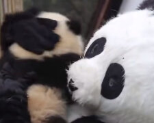 K čemu se pracovníci rezervace oblíkají jako pandy: jak zachránit ohrožený druh zvířat