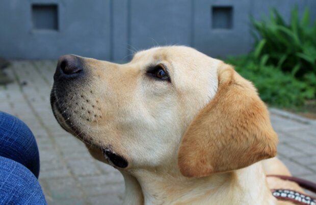 Fotografie: asi.org.ru