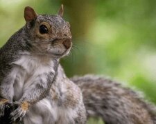 "Psovi bylo třináct let a nepodařilo se ho vyléčit": divoká veverka udělala dívce zajímavou nabídku