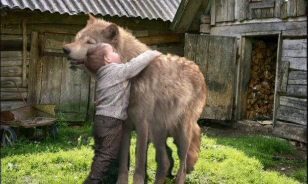 Darovaný vlk zachránil svého malého přítele
