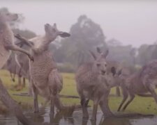 „Mnoho zemí několik měsíců pomahaly uhasit oheň“: jak se australská zvířata v dešti radují