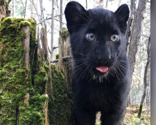 Novorozenou samičku levharta opustila matka: lidé zachránili "kotě" a svěřili ho do péče rotvajlerovi