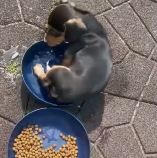 Pes. Foto: snímek obrazovky Instagram