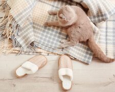 Místo poděkování: zachráněná kočka každé ráno přináší majitelce pantofle (video)