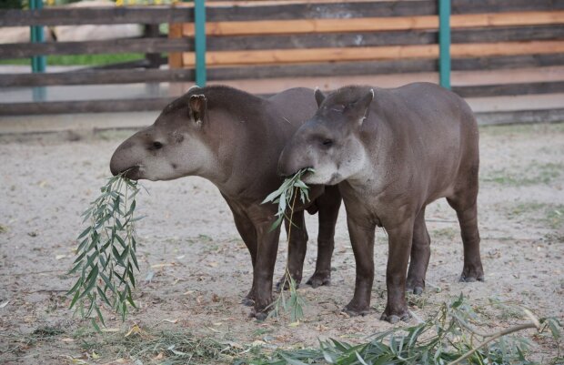 "Jsou v bezpečí": Z ekoparku Feldman v Charkově evakuovali tři tapíry