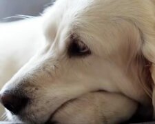 Pes špatných majitelů seděl na řetězu, dokud se za něj nepostavili sousedé