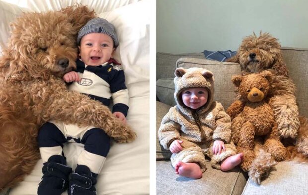 Pes a ditě. Foto: snímek obrazovky storyfox.ru