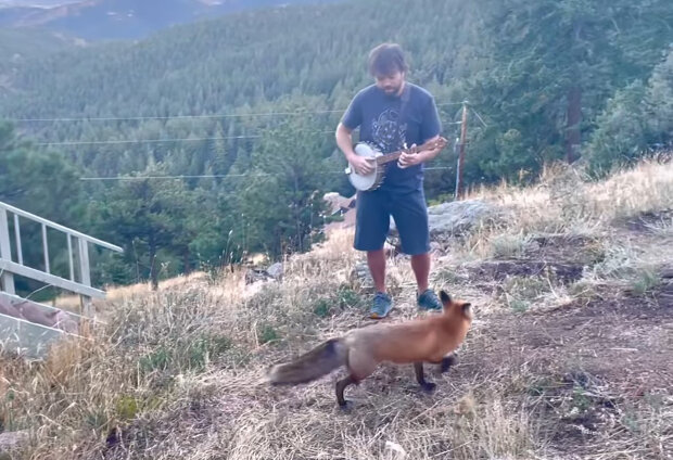 "Bylo to neuvěřitelně cool": Americký hudebník hraje na banjo pro lišku, která miluje jeho hudbu