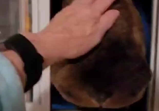 Zvíře. Foto: snímek obrazovky YouTube