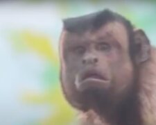 Hledá se manželka pro primáta s „tváří zmateného muže“ ze zoologické zahrady