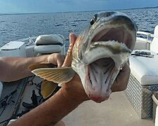 Nečekaný úlovek: zmutovanou rybu se dvěma ústy chytil rybářka