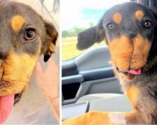 Pejskovi někdo strčil petardu přímo do tlamičky. Chirurgové mu dokázali udělat novou. "Je velmi přátelský, nechápeme, jak mu mohl někdo ublížit"