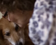 Čtyřnozí přátelé, kteří pracují: v jakých sférách by člověk bez psů neuspěl