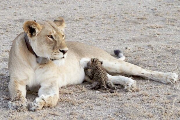 lvice "adoptovala" leopardí mládě:  první prokázaný případ