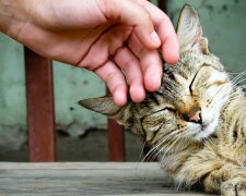 Ukradl jsem kocoura. A vůbec o tom nelituji