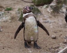 V zoo darovali tučňákům bublinový stroj, zvířata jsou potěšena