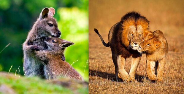 Osmnáct fotografií dokazujících, že zvířata taky milují