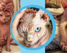 Zvláštní štěstí: kočka, která je vyrobena z vrásek, lásky a pohlazení