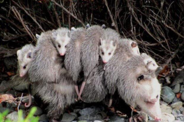 Vačice. Foto: snímek obrazovky laykni.com