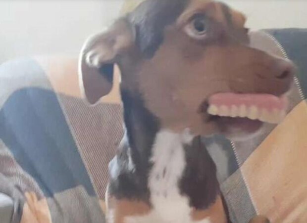 Fotografie: duck.show