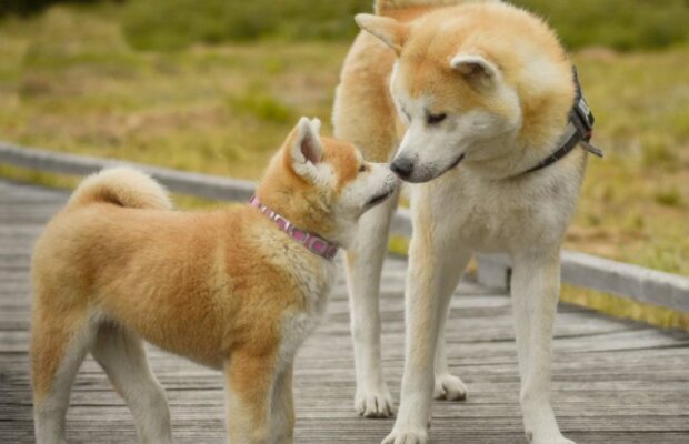 Pes. Foto: snímek obrazovky lapkins.ru