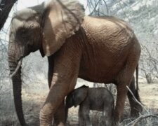 Malá slonice, která byla v dětství zachráněna lidmi, se stala matkou a přivedla ke svým zachráncům novorozené slůně