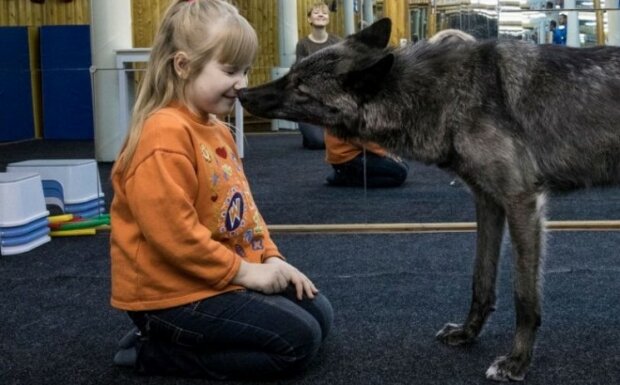 S vlkem v jednom domě: rodina zkrotila divokou šelmu a teď je opravdovým členem rodiny