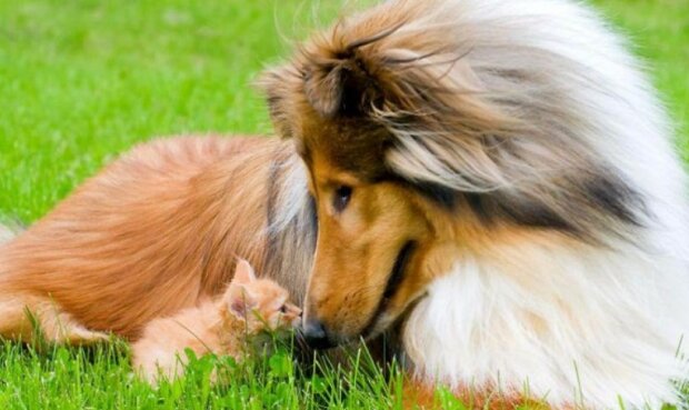 Fotografie: pets2.me