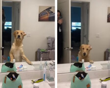 Reakce psa, který se snaží pochopit, jak fungují zrcadla, aby našel majitele