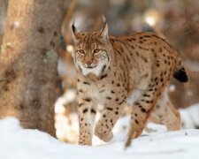 Jak chápavá samička rysa zachránila svého páníčka lesníka