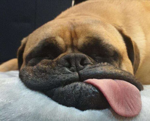 Fotografie: duck.show