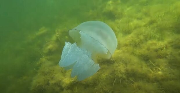 Obří medúzu velikosti labradora našli při procházce po pláži: Co udělala žena, když si všimla medúzu