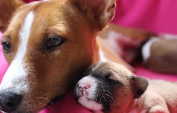 Pes. Foto: snímek obrazovky fotovmire.ru