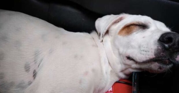 "Usnul drobeček": špinavý pes skočil do auta k cizincům, kde na něj přišel spánek