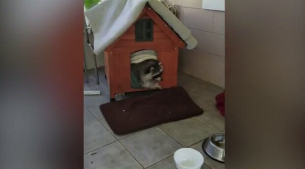 Zdroj fotografie: liveleak.com