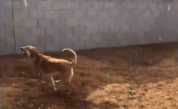 Pes Freddie poprvé v životě viděl déšť, skákal šťastný