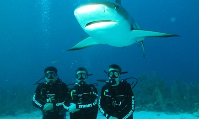 Kde se žraloci mohou nejvíce závadit turistům: kde se vyskytují, jaké druhy existují a které z nich jsou nebezpečné